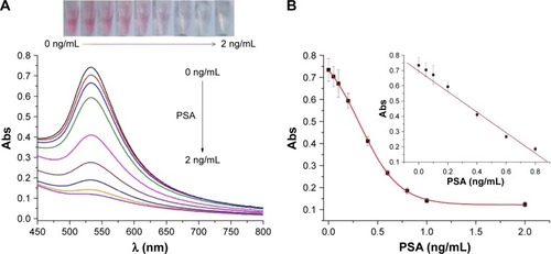 Figure 5 (A) UV–Vis absorption spectra and photographic images of the generated AuNPs in the cases that the DAHSSKLQLAPP-functionalized MMBs have been preincubated with different concentrations of PSA (0, 0.05, 0.1, 0.2, 0.4, 0.6, 0.8, 1, and 2 ng/mL). (B) Dependence of the absorption intensity of the generated AuNPs on PSA concentration.Abbreviations: Abs, absorption; AuNPs, gold nanoparticles; PSA, prostate-specific antigen; MMBs, magnetic microbeads.