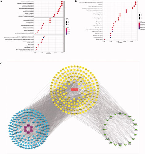 Figure 4. Network pharmacology prediction of ZRS treatment for ACI. (A) Results of the GO enrichment analysis. Dot plots show the top 10 terms in the BP, CC and MF categories from the GO analysis; the abscissa corresponds to the number of genes annotated, the ordinate represents the GO term, the size of the dots corresponds to the count of genes annotated in the entry, and the colour of the dots corresponds to the corrected p value. (B) Results of the KEGG enrichment analysis. (C) The herb-chemical composition-core target-disease-key pathway multilevel network. Purple represents the herb, blue represents the active ingredient of the herb, yellow represents the target of ZRS acting on the disease, green represents the top 20 most significant pathways, and red represents the disease, namely, acute cerebral infarction.