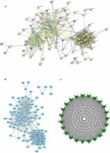 Figure 3. Protein–protein interaction (PPI) network complex and modular analysis of DEGs. (a) The PPI network was structured by STRING online database. (b) Total of 138 DEGs were uploaded into the PPI network complex. (c) The most highly connectivity module was picked up
