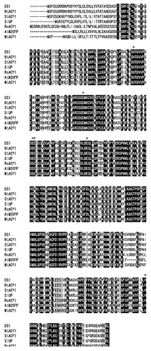 Figure 2. Sequence alignment of DS2 and aminoacylase from various plant species. Alignment of deduced amino acid sequence of DS2 (AB894320) and its ortholog in N. tabacum (NtACY:AB894399) and Solanum tuberosum (StACY1: Sotub01 g049740.1.1), uncharacterized protein from Solanum lycopersicum (SlUP:K4B489), putative aminoacylase 1 from Ricinus communis (RcACY1P:B9RKY8), peptidase M20 family protein from Arabidopsis thaliana (AtM20FP:Q8S9L3), and aminoacylase 1 from Medicago truncatula (MtACY1:G71BI0). Asterisks (*) denote amino acid residues that are identical. Bars represent gaps. Black boxes and gray boxes indicate ArgE/DapE/ACY1/CPG2/YscS conserved sites and peptidase M20 domains, respectively. Amino acid residues that are related to proton acceptor and zinc binding are shown with underlines and dashed underlines, respectively. The multiple-protein alignment was constructed using Clustal Omega. Functional sites and domains were predicted with InterPro.