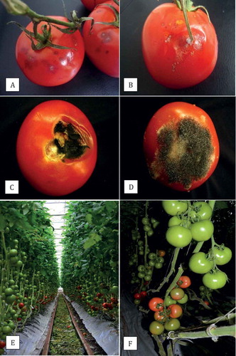 Fig. 1 (Colour online) Symptoms of fungal infection on tomato fruits and sampling for fruit surface mycoflora. (a, b) Initial symptoms of Penicillium fruit rot caused by P. olsonii; (c) Black mould caused by Alternaria alternata; (d) Rhizopus soft rot caused by R. stolonifer; (e) Fruit clusters of tomato in proximity to leaf litter left in the alleyway; (f) Fruit cluster at the breaker stage of ripening (bottom) that was used to sample for the presence of fruit surface mycoflora.