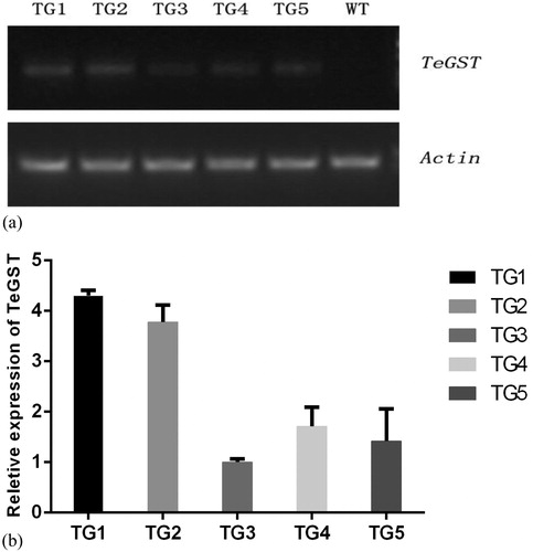 Figure 2. Expression profiles of WT and TeGST transgenic A. thaliana plants. (A) Semiquantitative PCR-amplified TeGST fragments from WT plants and transgenic lines (TG1, TG2, TG3, TG4 and TG5). Total RNA extracted from pooled tissue collected from T3 A. thaliana plants grown under normal conditions. The A. thaliana actin gene was used as the internal standard. The RT-PCR analysis revealed that the TeGST gene was expressed normally in the transgenic lines, but no expression was detected in the WT plants. (B) Relative transcript level analysis of different TeGST transgenic lines (TG1, TG2, TG3, TG4 and TG5). Values are means of three replications ± SD. Data are means from the analysis of three independent seed batches.