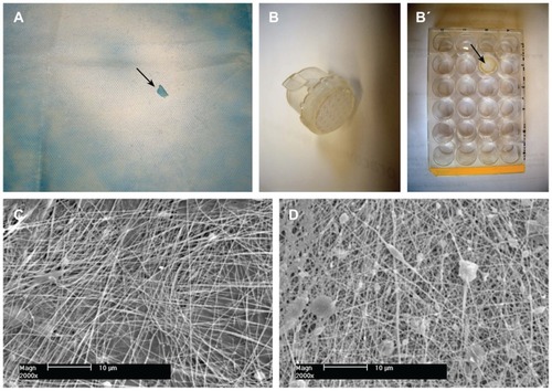 Figure 1 Morphology of nanofibrous PLGA scaffolds enriched with nanodiamond. (A) Gross morphology of a composite PLGA-nanodiamond membrane deposited on polypropylene fabric. An arrow indicates a site where a part of the membrane was detached. (B) A composite PLGA-nanodiamond membrane fixed with a Scaffdex CellCrown insert. (B’, Scaffdex CellCrown insert with a PLGA-nanodiamond membrane in a 24-well plate, arrow). (C) Pure PLGA nanofibrous membrane. (D) Composite PLGA-nanodiamond membrane. (A and B) Nikon Coolpix S620 digital camera and (C and D) XL30CP scanning electron microscope (Phillips Elektron Optics GmbH, Kassel, Germany), objective magnification 2000×, bar 10 μm.Abbreviation: PLGA, copolymer of L-lactide and glycolide.