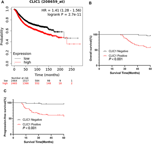 Figure 4 Kaplan–Meier survival curve of BC patients.