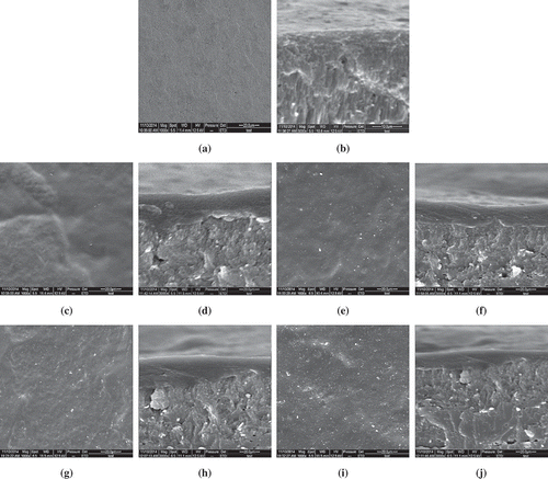 Figure 3. Scanning electron microscopy analysis of uncoated eggshell and four types of coatings. A and B: uncoated eggs; C and D: SPI coated eggs; E and F: SPI-0.2% MMT coated eggs; G and H: SPI-0.5% MMT coated eggs; and I and J: SPI-0.8% MMT coated eggs.