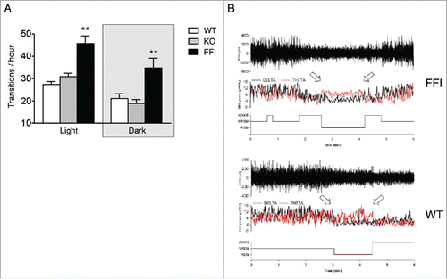 FIGURE 3. Sleep continuity and organization are affected in Tg(FFI) mice. (A) The number of transitions between wake, REM and NREM sleep, during the phases of the light-dark cycle were measured as described.Citation7 Data are the mean ± SEM of 8 non-Tg/Prnp+/+ (WT), 10 non-Tg/Prnp0/0 (KO) and 9 Tg(FFI)/Prnp0/0 (FFI). **p < 0.01 by mixed model for repeated measures followed by between strains one-way ANOVA with Bonferroni's correction. (B) Whereas a Tg(FFI)/Prnp0/0 (FFI) mouse enters REM sleep directly from wakefulness (left arrow), as shown by the hypnogram (lower trace), in a non-Tg/Prnp+/+ (WT) mouse REM sleep is preceded by an episode of NREM sleep. Top to bottom: EEG (electroencephalogram), EEG power in the delta (0.5 – 4 Hz, black line) and theta (6 – 9 Hz, red line) bands, and the related hypnogram. Arrows indicate the beginning and end of a REM sleep phase. Panel B is from ref. 7, Creative Commons Attribution (CC BY) license.