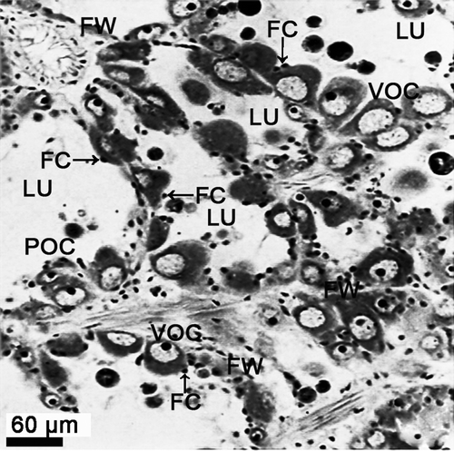 Figure 1.  A photomicrograph of the ovarian structure in the early active stage in female Protothaca (Notochione) jedoensis. Note a number of previtellogenic oocytes (POC) and early vitellogenic oocytes (VOC) containing a few follicle cells (FC, arrow) in the lumina (LU) of the oogenic follicles with follicular walls (FW).