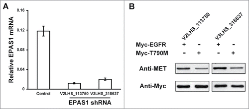 Figure 4. Endogenous EPAS1 is required for MET activation through T790M EGFR. (A) RNAi knockdown of endogenous EPAS1 expression. Lentiviral-encoded non-silencing control shRNA, and 2 independent shRNAs targeting EPAS1 (V2LHS_113750 and V3LHS_318637) were packaged and transduced into HCC827 cells, and then selected for puromycin resistance. Total RNA levels were extracted and analyzed by quantitative real-time PCR and mRNA levels of EPAS1 were normalized to GAPDH. Data shown were calculated from average of 3 individual experiments, and error bar represented standard error of the mean. (B) Endogenous EPAS1 regulates MET amplification through T790M EGFR. Wild-type (Myc-EGFR) and T790M (Myc-T790M) EGFR were expressed respectively in EPAS1 down-regulated HCC827 cells (V2LHS_113750 for left panel, V3LHS_318637 for right panel). MET protein levels were analyzed by western blot, and anti-Myc antibody was used as a loading control in the bottom panel.