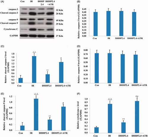 Figure 6. ATR reverses effects of DHHP on the cytochrome c, cleaved caspase-9 and cleaved caspase-3 protein levels. (A) Western blot analysis of Cytochrome C, cleaved caspase-9 and cleaved caspase-3 protein expression. (B) The relative expression levels of Cytochrome C in each group. (C) The relative expression levels of cleaved Caspase-9 in each group. (D) The relative expression levels of cleaved Caspase-3 in each group. Data were expressed as the mean ± SD (n = 3), ΔΔp < 0.01 vs. Con, **p < 0.01 vs. IR, #p < 0.05 vs. DHHP2.4, ##p < 0.01 vs. DHHP2.4.