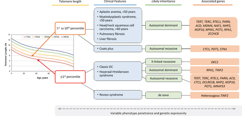 Figure 1. Telomere length and mode(s) of inheritance usually present in telomere biology disorders (TBDs). Telomere length testing should be considered for all patients with the indications shown. All patients with bone marrow failure or head/neck squamous cell carcinoma (HNSCC) should also have chromosome breakage testing of blood (and skin, if indicated) to rule out Fanconi anemia. Family history may be helpful if it is present, but many patients do not have affected relatives due to variable disease penetrance, expressivity, and/or genetic anticipation. Classic dyskeratosis congenita (DC) includes the mucocutaneous triad; Hoyeraal-Hreidarsson syndrome includes features of DC and cerebellar hypoplasia, immunodeficiency; Revesz syndrome includes exudative retinopathy, intrauterine growth restriction, intracranial calcifications as well as DC features; Coats plus has features of DC, exudative retinopathy, GI bleeding, and bone abnormalities. Figure adapted from [Citation16].