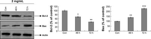Figure S2 Dendrobium candidum decrease the Bcl-2 and increased the Bax level in breast cancer cells.Notes: Total cellular extracts were prepared and subjected to Western blot assay using antibody against Bcl-2 and Bax, respectively. Actin was also tested to confirm equal loading. Quantities were calculated as fold changes of untreated control cells (represented as 100%). Data are presented as mean ± SEM, (n=3). *P<0.05, **P<0.01, ***P<0.001 versus control cells.Abbreviations: h, hours; Con, control group; SEM, standard error of the mean.