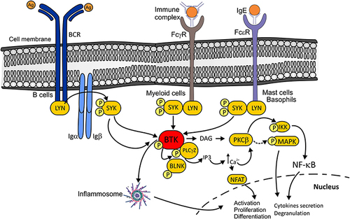 Figure 1 BTK signal transduction pathways. Bruton’s tyrosine kinase (BTK) regulates multiple receptors including B cell receptor (BCR) in B cells, FCγ receptor (FCγR) in myeloid cells, and FCε receptor (FCεR) in mast cells and basophils. After activation of these different receptors, they recruit spleen tyrosine kinase (SYK) to the membrane where it is phosphorylated and subsequently phosphorylates BTK. Autophosphorylated BTK is recruited to the plasma membrane and phosphorylates phospholipase C-γ2 (PLCγ2). Activated PLC-γ2 hydrolyses phosphatidyl inositol 4.5-biphosphate (PIP2), which results in the generation of inositol 1,4,5-triphosphate (IP3) and diacylglycerol (DAG). IP3 upregulates calcium levels and DAG mediates activation of protein kinase Cβ (PKCβ). Increased calcium levels, activation of PLCγ2, and PKCβ, in turn, promote the activation of the NF-κB-, MAPK-, and NFAT-dependent pathways, which control the transcriptional expression of genes involved in cells proliferation, activation, differentiation, cytokines secretion, and degranulation. In addition, BTK is a direct regulator in the activation of the NLRP3 inflammasome, leading to the cleavage and secretion of IL-1β, and IL-18. To facilitate the understanding of the figure, some intermediate pathways have not been drawn.