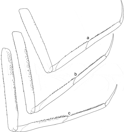Figure 8. Larvae of Centroptilum volodymyri sp. nov., paratypes. (a) Fore leg; (b) middle leg; (c) hind leg.