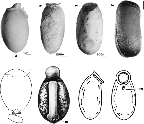 Figure 3. Eggs of Plecoptera, Phasmatodea, and Embioptera. Top, from left: Perla, Timema, Embia, Agathemera; modified from Zompro (Citation2005). Arrowheads identify opercular pole; note that the Perla egg is upside down. Bottom, from left, eggs of Neoperla fallax Klapálek, 1910, with smooth chorion, easily seen micropyles, and visible opercular suture (modified from Zwick Citation1983), Extatosoma (Phasmatodea; from Key, 1991) and Embia (from Kaltenbach Citation1968), in morphologically similar orientation. m = micropyle. Not to scale.