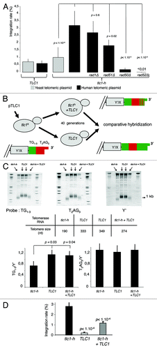 Figure 1. T2AG3-dependant integration in humanized yeasts. (A) Wild-type (TLC1) or humanized yeasts (tlc1-h) are transformed with a non-replicative telomeric plasmid containing either T2AG3 or TG1–3. The rate of integration is determined by selection on G418 plates and normalized with the transformation efficiency obtained with a co-transformed replicative plasmid. (B) Humanized yeasts carrying tlc1-h template were transformed with a plasmid expressing the wild-type TLC1. A plasmid shuffle allows the strain to keep only the TLC1 or both the TLC1 and tlc1-h templates. (C) Genomic DNA was digested by XhoI and 1 kb TRF (telomere restriction fragments) are released. Southern blot was performed and DNA was revealed with 3 different probes: T2AG3, TG1–3 and Y’ (subtelomeric fragment, DNA loading control). Hybridization intensities are measured with Imagequant shareware. T2AG3 and TG1–3 intensities are normalized according to the Y’ intensity corresponding to the total DNA quantity. (D) Clones were transformed with the human-type telomeric plasmid. The rate of integration is determined by selection on G418 plates and normalized with the transformation efficiency obtained with a replicative plasmid co-transformed.