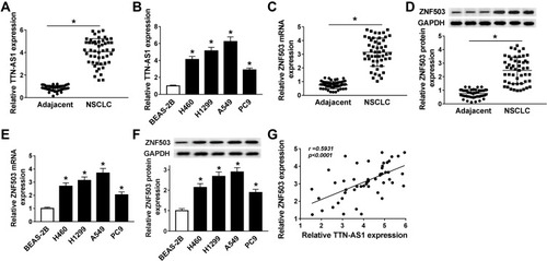 Figure 1 TTN-AS1 and ZNF503 were up-regulated in NSCLC tissues and cells. (A) The expression of TTN-AS1 in 50 pairs of NSCLC tissues and adjacent normal tissues was determined using qRT-PCR assay. (B) TTN-AS1 expression in NSCLC cell lines (H460, H1299, A549, and PC9) and human lung epithelial cell line (BEAS-2B) was detected by qRT-PCR. (C and D) ZNF503 expression in NSCLC tissues and adjacent normal tissues was measured by qRT-PCR or Western blot analysis. (E and F) ZNF503 expression in NSCLC cell lines and BEAS-2B cells was examined by qRT-PCR or Western blot assay. (G) The correlation between TTN-AS1 and ZNF503 in NSCLC tissues was analyzed by Spearman correlation analysis. Data were presented as mean ± standard deviation at least three independent experiments. *P < 0.05.