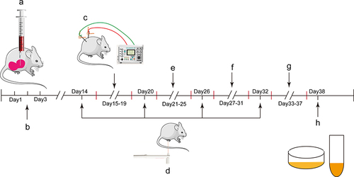 Figure 1 Experimental time flow. (A) Injection of CFA into prostate tissue; (B) intraperitoneal injection of penicillin sodium; (C) schematic diagram of EA intervention (1st course); (D) mechanical pain threshold measurement; (E) EA intervention (2nd course); (F) EA intervention (3rd course); (G) EA intervention (4th course); (H) pain measurement and Index detection. On the 1st day, CFA was injected into the ventral lobe of the prostate tissue of rats to establish CPPS model. Penicillin sodium was injected intraperitoneally for 3 consecutive days after the operation. Acupuncture intervention was started on the 15th day, 5 days as a course. Take a rest for 1 day between each course of treatment to detect mechanical pain for 4 consecutive courses.