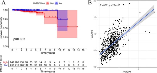 Figure 1. Impact of eRNA PARGP1 on prostate adenocarcinoma (PRAD). (a) Kaplan–Meier survival curve for patients with PARGP1-high and PARGP1-low expression. (b) Scatterplot showing the association between PARGP1 and AGAP4 levels.