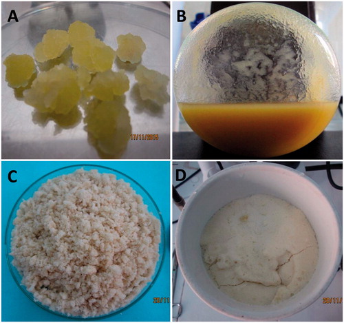 Figure 1. In vitro cultures of E. longifolia. (A) Callus, (B) suspension cell, (C) fresh cell biomass of 14 days-old culture after filtration and (D) fresh cell biomass after vacuum filtration.