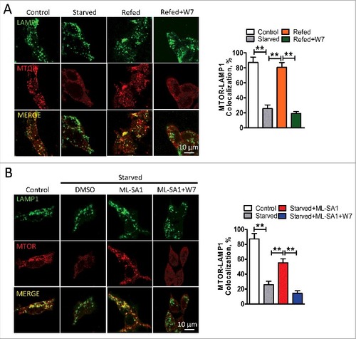 Figure 6. MCOLN1 regulates MTOR recruitment onto lysosomes through CALM. (A) Inhibiting CALM by W7 prohibited MTOR recruitment induced by nutrient refeeding. HEK293T cells were starved for 50 min, followed by nutrient refeeding for 10 or 15 min ± W7 (3 µM) as indicated. The data was expressed as a percentage of colocalization between LAMP1 and MTOR. (B) W7 eliminated the effect of ML-SA1 on preventing MTOR dissociation from lysosomes. HEK293T cells were kept in normal culture medium, or starved for 50 min ± W7 (3 µM) and/or ML-SA1 (15 µM) as indicated. The data are expressed as a percentage of colocalization between LAMP1 and MTOR. More than 20 cells were analyzed for each condition in 3 independent experiments. **, P < 0.01.