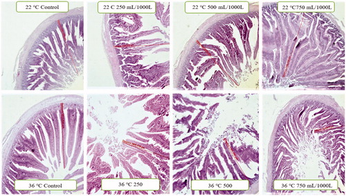 Figure 1. Histopathology of the small intestine (duodenum) belongs to stressful and stress-free groups.