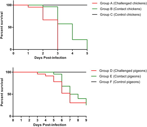 Figure 2. Percentage survival rates of chickens (groups A, B and C) and pigeons (groups D, E and F) following infection with velogenic AAvV 1 strain compared with control birds.
