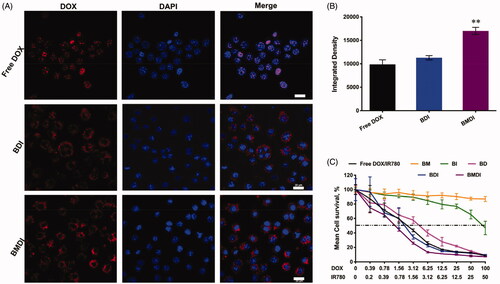 Figure 4. (A) Cell uptake images with different formulations after 4 h incubations. The red fluorescence represents DOX, and the nucleus were labeled with blue fluorescence (n = 3, ‘**’ p < .01 was considered with significance. Scale bar is 20 μm); (B) Semi-quantitative analysis based on (A); (C) Cell survival after treating with free IR780 and DOX, BM, BI, BD, BDI or BMDI nanostructure.