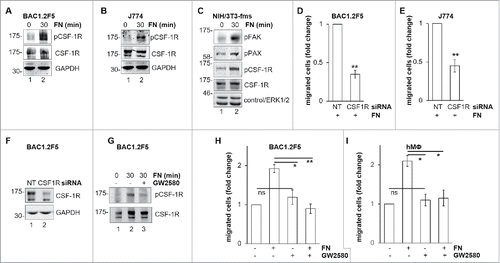 Figure 4. Involvement of CSF-1R in FN-induced macrophage migration. FN induces CSF-1R phosphorylation. (A-C) Cells were cultured in the absence of CSF-1 for 18 hours (A) or in the absence of FBS for 24 hours (B, C) and kept in suspension for 45 minutes and then lysed or plated on FN-coated (10 μg/ml) dishes for 30 minutes before lysis. Protein lysates were subjected to immunoblotting with the indicated antibodies. Molecular weight markers are reported on the left of gels. Representative images of WB from one out of 3 independent experiments are shown. Genetic inhibition of CSF-1R prevents FN-induced macrophage migration. (D-F) Cells were transfected with non-targeting control (NT) or CSF-1R-specific (CSF1R) siRNA for 48 hours and then cultured in the absence of CSF-1 for 18 hours (D, F) or in the absence of FBS for 24 hours (E) and subjected to migration assay toward FN (D, E) or lysed and subjected to immunoblotting with the indicated antibodies (F). (D, E) Histograms represent means ± SEM of data from 3 independent experiments performed in triplicate. Student's t test: **, p< 0.01. (F) Representative images of WB from one out of 4 independent experiments are shown. Molecular weight markers are reported on the left of gels. Pharmacological inhibition of CSF-1R prevents FN-induced macrophage migration. (G) Cells were cultured in the absence of CSF-1 for 18 hours and then kept in suspension for 45 minutes and lysed or plated on FN-coated dishes (10 μg/ml) for 30 minutes in the presence or the absence of GW2580 (1μM). Cells were then lysed and proteins were subjected to immunoblotting with the indicated antibodies. Representative images of WB from one out of 3 independent experiments are shown. Molecular weight markers are reported on the left of gels. (H, I) Cells were cultured in the absence of CSF-1 for 18 hours and then were treated or not with GW2580 (1μM) for 30 minutes before being subjected to migration assay toward DMEM containing or not 10 μg/ml FN. Migrated cells were then counted. Histograms represent means ± SEM of data from 3 (H) or 2 (I) independent experiments performed in triplicates. Student's t test: *, p < 0.05; **, p < 0.01; ns, not significant.