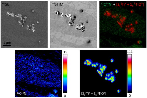 Figure 4. Correlative secondary electron (SE) imaging, scanning transmission ion microscopy (STIM) and secondary ion mass spectrometric (SIMS) elemental mapping of ultrathin sections of buccal TR146 cells exposed to food-grade TiO2 (E171) particles for 24 hours. In contrast to the TEM images presented in figure 2, SE imaging obtained with a helium ion microscope (here, npSCOPE) reveals predominantly topographical information. The thin sections therefore show only limited contrast of the cell structures and the nanoparticles are easily recognized. For TEM-like imaging, the STIM detector attached to the npSCOPE prototype device allows investigation of the transmitted beam information and highlights the NP in relation to the cellular ultrastructure. The image shows the engulfment of electron-dense particles into the cell cytoplasm. The SIMS image obtained on the same area highlights cellular information when considering the 12C14N cluster ion and clearly identifies individual TiO2 nanoparticles and clusters (lateral resolution down to a particle size of 15 nm). The integrated Ti “Σ”-map represents the signals obtained by summing the peaks of all Ti isotopes and all TiO cluster peaks.
