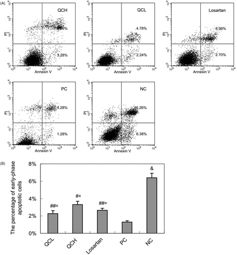 Figure 5. The effects of drug-containing serum on AF apoptosis. AFs were treated with TGF-β1 for 24 h. Cell apoptosis was measured by flow cytometry. (A) Representative data shows apoptosis cells. (B) Columns, mean of data obtained from three independent experiments. Bar mean SEM. &, p < 0.01 compared to NC; ##, p < 0.05 compared to PC; #, p < 0.01 compared to PC; *, p > 0.05 compared to losartan; Student’s t-test.