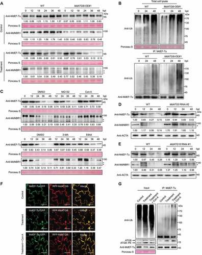 Figure 4. Autophagy is required for the degradation of ubiquitinated MdEF-Tu. (A) Immunoblot analysis of endogenous MdEF-Tu and MdNBR1 in WT and MdATG8i OE#1 leaves upon infection. Sterile PDA medium was used as a control. (B) Ubiquitination of MdEF-Tu was detected by immunoprecipitation analysis. (C) Immunoblot analysis of endogenous MdEF-Tu and MdNBR1 in MdEF-Tu OE#1 leaves upon infection after inhibitor treatment. MG132, 26S proteasome inhibitor; Con A, 3-MA, and E64d, autophagy inhibitors; DMSO was used as a control. (D and E) Immunoblot analysis of endogenous MdEF-Tu and MdNBR1 in WT and MdATG5 RNAi#2 (D) or MdATG10 RNAi#1 (E) transgenic calli upon infection. Actin protein was used as the internal control. (F) Colocalization analysis of RFP-MdATG8i with MdEF-Tu-GFP in apple leaves upon infection with or without Con A treatment. Scale bars: 20 μm. (G) Co-immunoprecipitation analysis of interaction between MdATG8i and ubiquitinated MdEF-Tu in apple leaves upon infection with or without Con A treatment. Sterile PDA medium was used as a control. The asterisk indicates a nonspecific band that might represent an unidentified degradation product of MdNBR1. Ponceau S staining of the membrane is shown as a loading control.