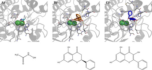 Figure 3. (A) Binding mode of acetohydroxamic acid (cyan) in the active site of HP urease (PDBID: 1e9y), and best docking pose of (B) pinocembrin and (C) galangin. Interacting residues are shown as gray lines. Hydrogen bonds are represented by yellow dashed lines. Bottom: schematic representation of acetohydroxamic acid, pinocembrin, and galangin, respectively.
