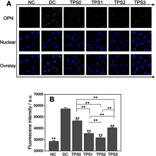 Figure 4 OPN expression on the HK-2 cell surface before and after TPS repair. (A) Fluorescence observation of OPN expression. (B) Statistical histogram of OPN expression. Oxalate damage concentration: 2.8 mM; damage time: 3.5 h; polysaccharide concentration: 80 μg/mL; repair time: 10 h. Compared with the DC group: **p<0.01.Abbreviations: DC, damaged control; HK-2, human kidney proximal tubular epithelial; NC, normal control; OPN, osteopontin; TPS, tea polysaccharide.