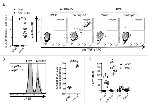 Figure 3. Vaccination with pmCR elicits an epitope specific functional CD8+ T cell response. (A) Peripheral blood lymphocytes from vaccinated mice (n = 9) were stimulated with mCR16-25 specifically for 8 h prior to ICS and significant increase in IFNγ/TNF-α producing cells were found; *** p < 0.001 using Mann–Whitney t-test and a representative dot-plot is shown. (B) Splenocytes from naïve mice were harvested and labeled with lo and hi CFSE prior to loading with OVA and mCR16-25, respectively, and transferred into pmCR or pVAX vaccinated mice. Specific killing was analyzed by FACS after 20 h. mCR16-25 specific killing of splenocytes in vivo was found to be significantly greater in pmCR vaccinated mice; *** p < 0.001 using Student's t-test. (C) CD8+ T cells were isolated using MACs bead positive selection from B6 (n = 5) mice vaccinated with either pmCR or pVAX and stimulated with CR expressing tumor cell line B16F10, mCR16-25 peptide, OVA peptide or with T cells alone; ** p < 0.01 using Mann–Whitney t-test.