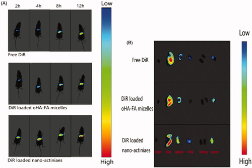 Figure 9. (A) In vivo fluorescence intensity imaging of the MCF-7 tumor bearing nude mice tail vein injection with different DiR preparations at 2 h, 4 h, 8 h, and 12 h. (B) The fluorescent image of organ tissue obtained from the nude mice 24 h after administration.