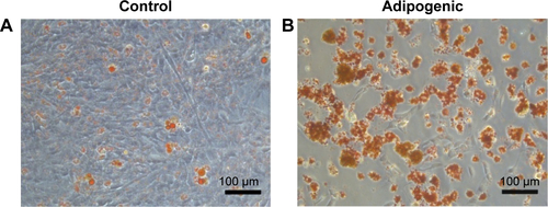 Figure S3 Oil Red O staining images of BADSCs cultured without (A) or with (B) adipogenic-inducing microenvironment at day 7.Abbreviation: BADSCs, brown adipose-derived stem cells.