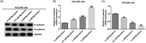 Figure 7. Myristicin inhibits EMT in HCCLM3 cells. (A) Western blot analysis of E-cadherin and N-cadherin expression. (B) qRT-PCR analysis of E-cadherin expression. (C) qRT-PCR analysis of N-cadherin expression. *,**p < 0.05, 0.01 vs. 0 mM myristicin treatment group.