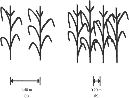 Figure 2. Average spaces between sugarcane planting rows (a) and between plants in the same row (b).