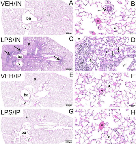 Figure 2. Light photomicrographs of hematoxylin and eosin-stained lung tissue sections from intranasally with instilled saline vehicle-alone mouse (VEH/IN) at (A) low and (B) high magnification; intranasally instilled LPS mouse (LPS/IN) at (C) low and (D) high magnification; intraperitoneally instilled saline vehicle-alone mouse (VEH/IP) at (E) low and (F) high magnification; and intraperitoneally instilled LPS mouse (LPS/IP) at (G) low and (H) high magnification. Abbreviations: a, alveolar parenchyma; ba, bronchiolar airway. Arrows: stippled arrow in (B), foreign body circumscribed by macrophage/monocytes; solid arrows in (C), perivascular/peribronchiolar lymphoid cells; open-faced arrows in (D), hyperplasia of type 2 alveolar epithelial cells. Numbers: 1 in (D), macrophages/monocytes in alveolar lumen; 2 in (D), neutrophils in alveolar lumen; 3 in (D), plasma cells in perivascular interstitial tissue; 4 in (D), lymphoid cells in perivascular interstitial tissue.