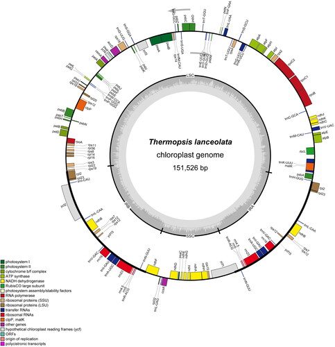 Figure 2. Chloroplast genome map of T. lanceolata. Genes drawn outside the outer circle are transcribed clockwise, and those inside are transcribed counter-clockwise. Genes belonging to diferent functional groups are color-coded. The dark gray in the inner circle indicates GC content of the chloroplast genomes.