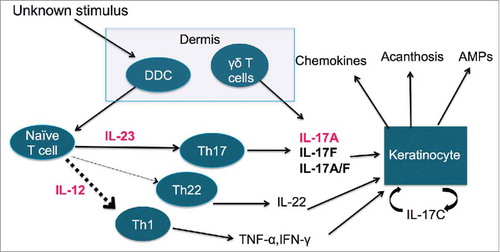 Figure 1. The pathogenesis of psoriasis. Abbreviations: DDC – dermal dendritic cells, AMP – anti-microbial peptides, IL – interleukin, Th1 – T-helper type 1, Th17 – T-helper type 17, Th22 – T-helper type 22, TNF-α – tumor necrosis factor – α, INF-γ – interferon-gamma.