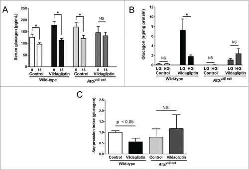Figure 2. Glucose-induced glucagon suppression by vildagliptin was impaired in Atg7Δβ cell islets. (A) After 12 weeks of vildagliptin treatment, serum was obtained before and 15 min after glucose loading, and glucagon levels were measured (n > 7 in each group). (B) Islets were isolated (n > 10 in each group), and glucose stimulation was performed. Supernatant glucagon levels were measured and adjusted by the cellular protein concentrations. (C) Suppression index of glucagon was calculated by the ratio of supernatant glucagon levels during HG for 1 h to those during LG for 1 h, and was compared between control and vildagliptin groups in each mouse genotype by the Student's t tests. HG, high glucose (15 mM); LG, low glucose (1.5 mM); NS, no significant difference * indicates significant difference (p < 0.05) by paired t-tests between before and after glucose stimulation.