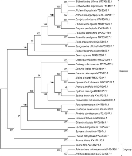 Figure 1. ML phylogenetic tree based on 35 species chloroplast genomes was constructed using IQ-TREE 1.6.12. Numbers on each node are bootstrap from 1000 replicates.