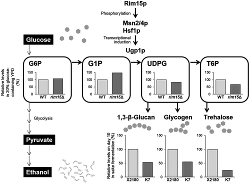 Fig. 4. The Rim15p-mediated changes in UDPG and carbohydrate anabolic pathways result in inhibition of glycolysis and alcoholic fermentation [modified from Watanabe et al.Citation33)].