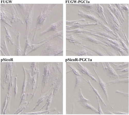 Figure 2. Role of PGC-1α in S. prenanti myoblast differentiation.Notes: When induced by 2% horse serum, S. prenanti myogenic differentiation was observed on the 3th day. FUGW denoted FUGW transfectants, FUGW-PGC-1α denoted FUGW-PGC-1α transfectants, pSicoR denoted negative control shRNA transfectants, pSicoR R-PGC-1α denoted PGC-1α targeted shRNA transfectants.