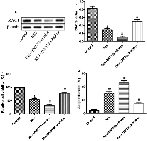 Figure 5. ZNF750 over- or underexpression altered the inhibitory effect of resveratrol (Res) on the growth of OSCC cells. After transfection with ZNF750 mimic or inhibitor for 4 h, CAL-27 cells were treated with 20 μM resveratrol for 48 h, RAC1 expression was determined using (a) Western blotting and (b) quantitation. (c) Cell viability and (d) cell apoptosis were measured using CCK-8 assay and Annexin V-FITC staining, respectively. *P< 0.05, compared to control mimic; #P< 0.05 compared to the resveratrol group