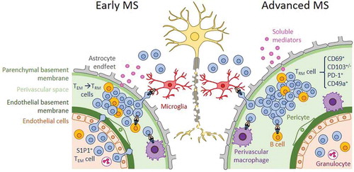 Figure 4. Concept of compartmentalized immune activation in advanced MS white matter lesions. In early MS, shown to the left, activated TEM cells and effector T cells cross the endothelium of the blood brain barrier at the postcapillary venules and enter the perivascular space (PVS), forming perivascular infiltrates in acute lesions. These infiltrating T cells may give rise to a local TRM-cell population. The extent to which TRM cells contribute to acute infiltrates in early MS is incompletely understood. In chronic active lesions of advanced MS, shown to the right, T-cell trafficking is not evident, and perivascular cuffs are populated by TRM cells. Perivascular TRM cells are reactivated by APCs and contribute to inflammatory lesion formation, either locally in the PVS or upon entering the parenchyma, through producing soluble effector molecules and/or displaying cellular cytotoxicity.
