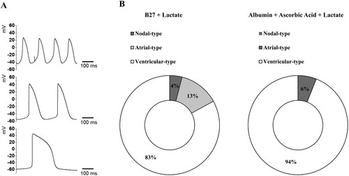 Figure 5. Action potentials (APs) of hPSC-derived cardiomyocytes (A) Representative images of three major types of AP traces observed in hPSC-derived cardiomyocytes. Nodal- (top), atrial- (middle), and ventricular-type (bottom) APs in hPSC-derived CMs. APs were recorded using intracellular sharp microelectrode recordings of single cells within monolayers. (B) Distribution of three different traces observed in B27 only (n = 24 cells) and ascorbic acid with albumin (n = 16 cells).