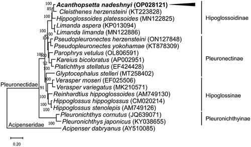 Figure 3. Phylogenetic tree of Acanthopsetta nadeshnyi and related species. Based on the maximum likelihood (ML) tree, the phylogenetic position of A. nadeshnyi was analyzed using 13 PCGs from the mitogenomes of 18 members of the Pleuronectidae family with Acipenser dabryanus (Accession No. AY510085) as an outgroup. GenBank accession numbers for the mitogenome sequences are provided next to the species names. The node numbers correspond to the posterior probabilities of Bayesian inference. The black arrow and bold fonts highlight the mitogenome of A. nadeshnyi.