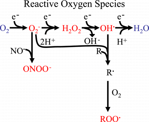 Figure 2. Derivation of reactive oxygen species. Sequential electron (e−) addition to oxygen results in the formation of reactive oxygen species (red): superoxide (O2‐), hydrogen peroxide (H202) and hydroxyl radical (OH). Superoxide can combine with nitric oxide (NO) to form peroxynitrite (ONOO‐). Both O2− and OH− can initiate lipid peroxidation to form lipid peroxides (ROO) that can propagate free radical chain reactions. (Full color version available online.)